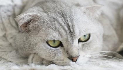 世界杯高清赛事直播-​亚洲年内唯一一场世预赛：卡塔尔五球大胜孟加拉
