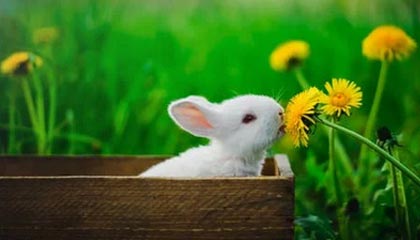 世界杯客户端下载安装-阿尔特塔：需更多支援奥巴拉卡 路易斯或缺战曼联
